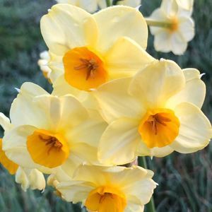 Meet your Posher, Dawna marie